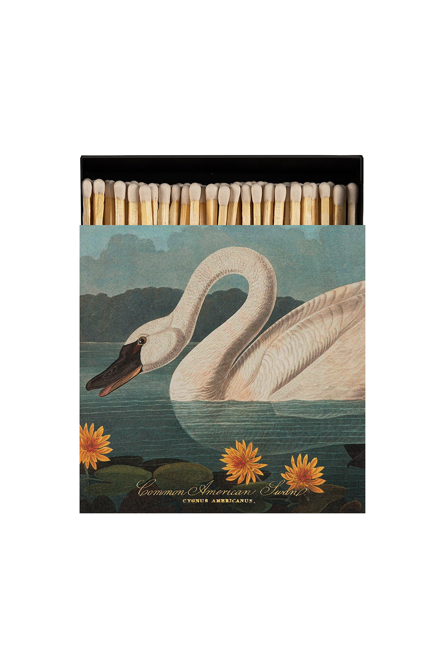 Matches / American Swan